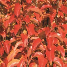 5038838008672 1 Pyrus Cal Chanticleer 12l.jpg